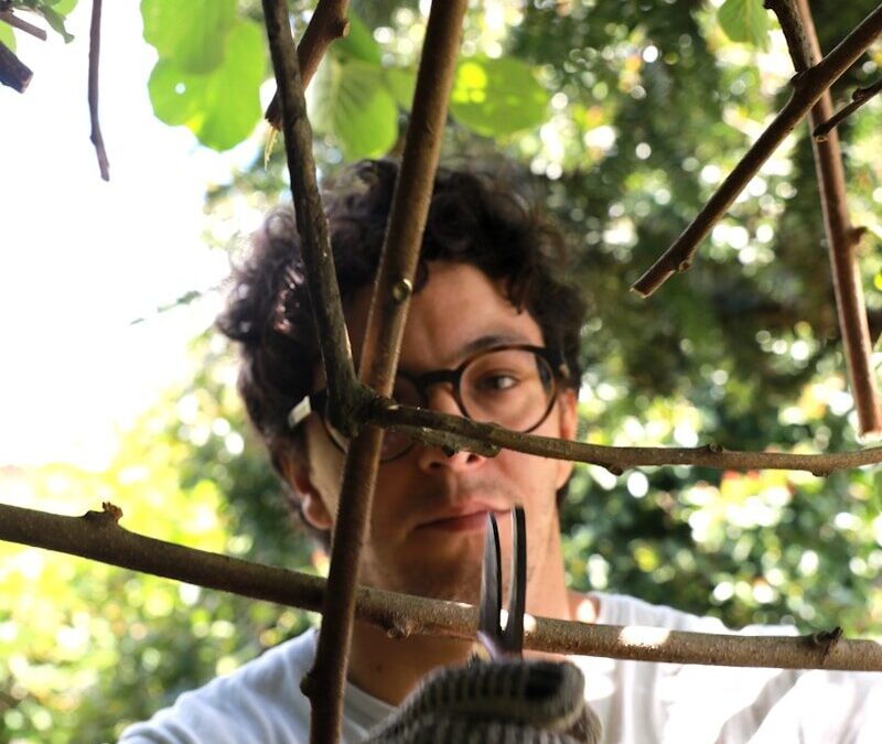 Taille des haies et des fruitiers