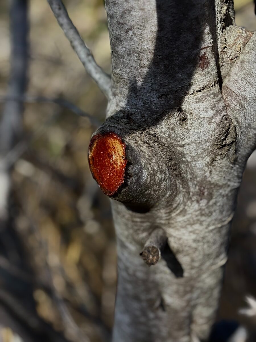A close up of an apple on a tree